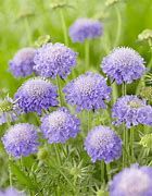 scabiosa-mariposa-2.jpg