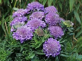 scabiosa-mariposa-3.jpg