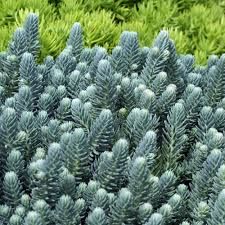 sedum-blue-cushion-1.jpg