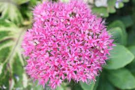 sedum-brilliant-1.jpg