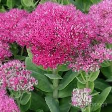 sedum-brilliant-2.jpg