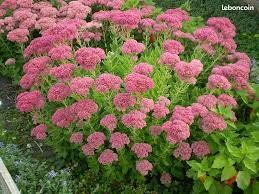 sedum-brilliant-3.jpg