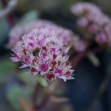 Collection de sedums