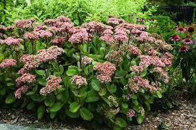 sedum-matrona-3.jpg