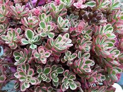 sedum-tricolor-1.jpg