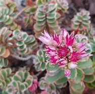 sedum-tricolor-2.jpg