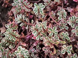 sedum-tricolor-3.jpg