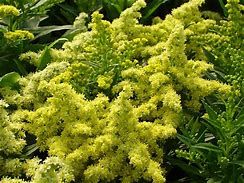 solidago-little-lemon-1.jpg