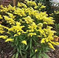 solidago-little-lemon-1jpg-2.jpg