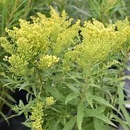 solidago-little-lemon-3.jpg