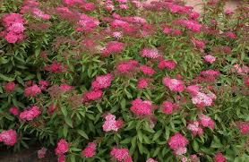 spirea-anthony-waterer-1.jpg