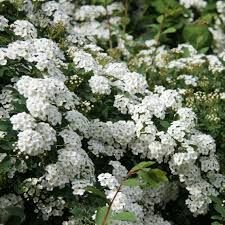 spirea-arguta-1.jpg