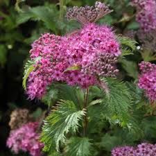 spirea-crispa-1.jpg