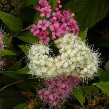 spirea-genpei-1.jpg