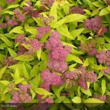 spirea-goldflame-1.jpg