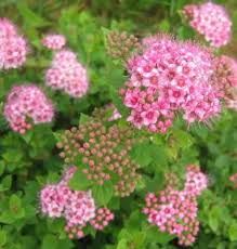 spirea-little-princess-1.jpg