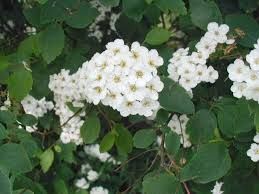 spirea-vanhouttei-1.jpg