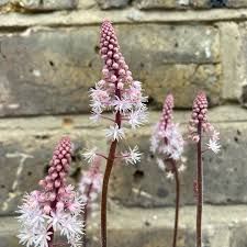 tiarella-pink-torch-1.jpg