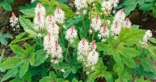 tiarella-pink-torch-2.jpg