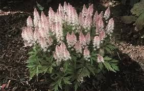 tiarella-pink-torch-3.jpg