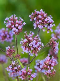 verbena-bonariensis-1.jpg