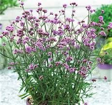 verbena-bonariensis-3.jpg