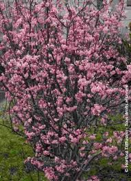 viburnum-charles-lamont-1_0.jpg