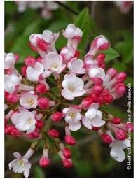 viburnum-mohawk-1_0.jpg