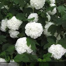 viburnum-opulus-roseum-1_0.jpg