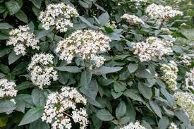 viburnum-tinus-1_2.jpg