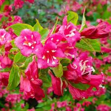 weigela-bristol-ruby-1.jpg