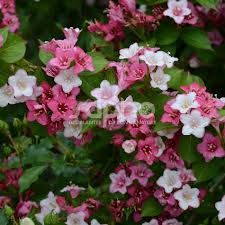 weigela-carnaval-1.jpg