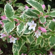 weigela-nana-variegata-1.jpg