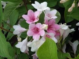 weigela-stelzneri-1.jpg